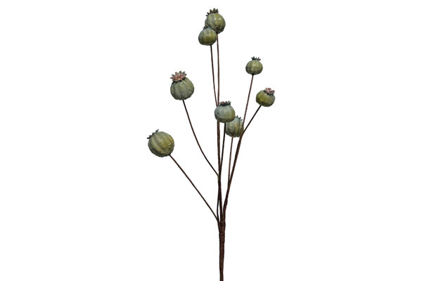 POPPIES BRANCH