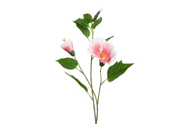 HIBISCUS BRANCH