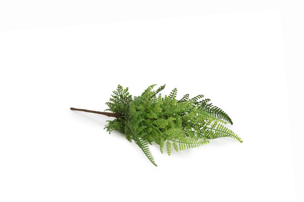 FERN STEM