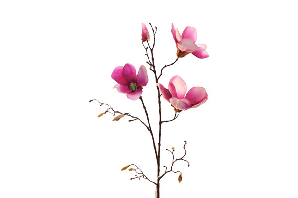 MAGNOLIA BRANCH