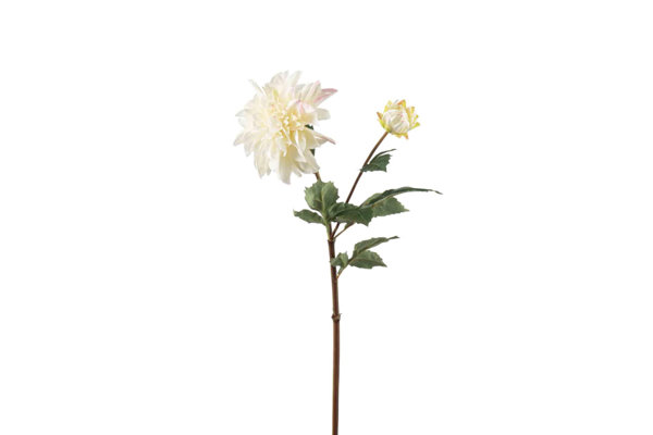 DAHLIA STEM