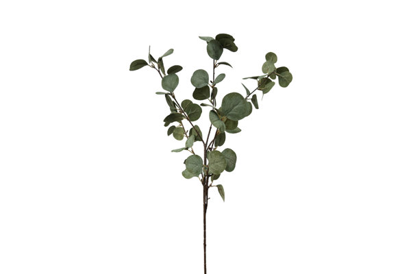 EUCALYPTUS BRANCH
