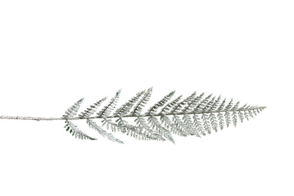 FERN BRANCH
