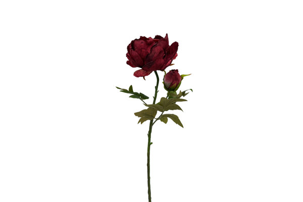 PEONY STEM