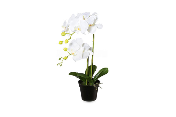 ORCHIDS PLANT