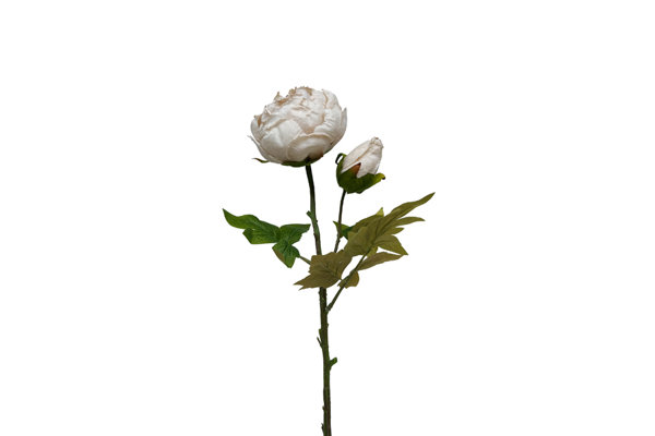 PEONY STEM