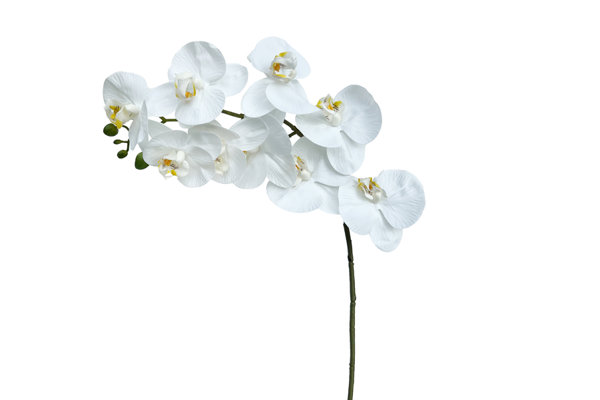 ORCHIDS STEM