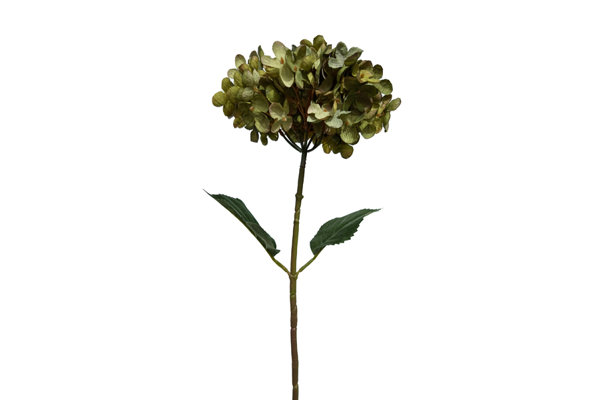 HYDRANGEA STEM