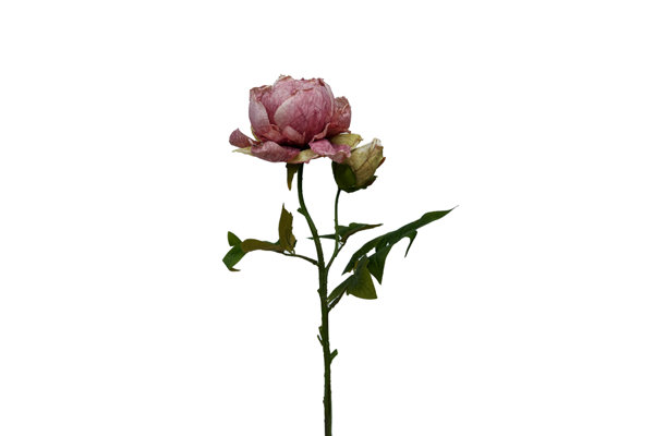 PEONY STEM