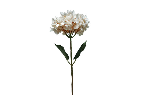 HYDRANGEA STEM
