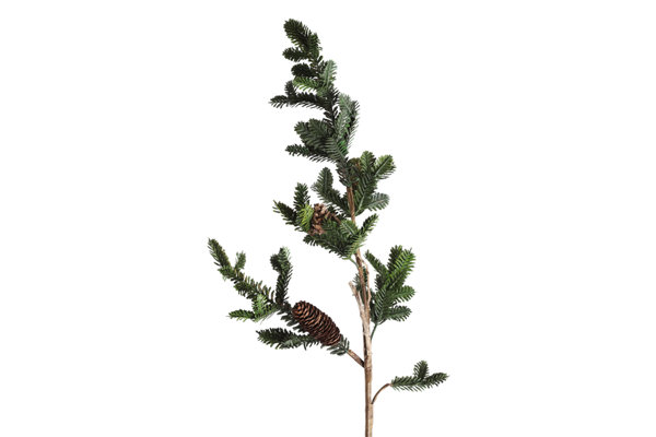 PINES STEM