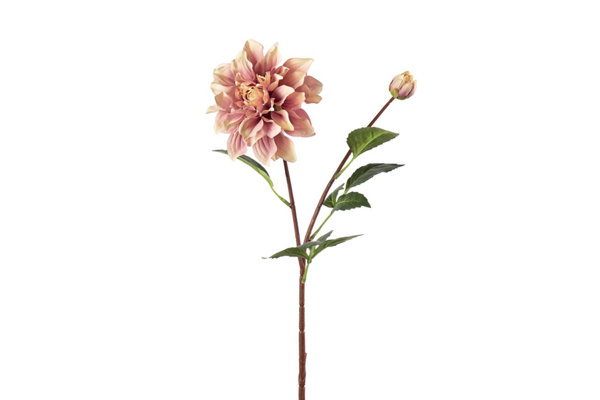 DAHLIA STEM