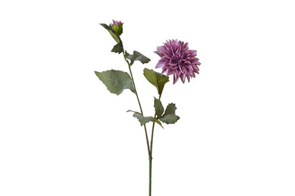 DAHLIA STEM