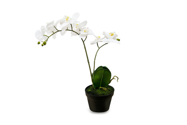 ORCHIDS PLANT