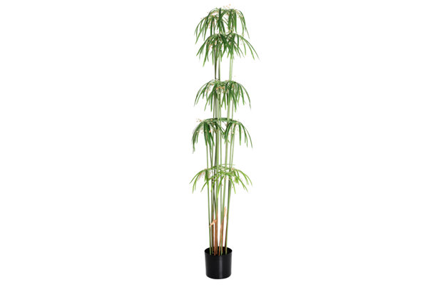 UMBRELLA LEAF PLANT